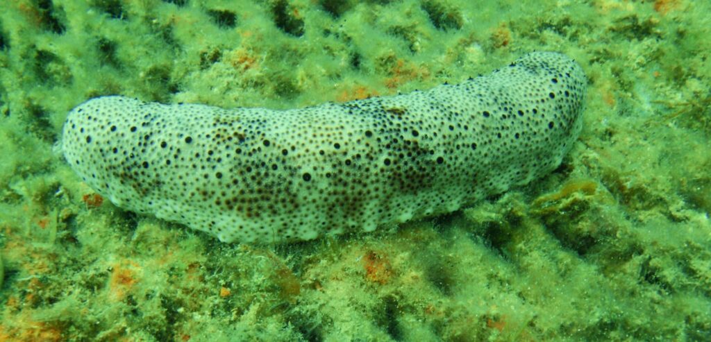 nous achetons du concombre de mer